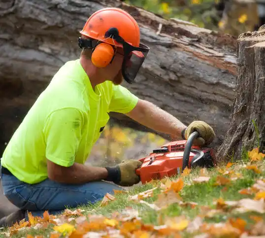 tree services Reno